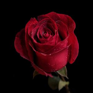 Picture for song 'Rose *BUY 1 GET 4 FREE*' by artist 'Dante Prod.'