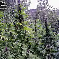 Picture for song 'Deep Floyd 248-Lullabies for Mr Purpal 1' by artist 'Jammer59'