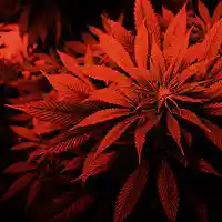 Picture for song 'Russian Style' by artist 'ROS RAP Production'