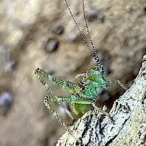 Picture for song 'little love UFO' by artist 'tichphillips'