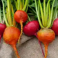 Picture for song 'BEATS1' by artist 'AC What'