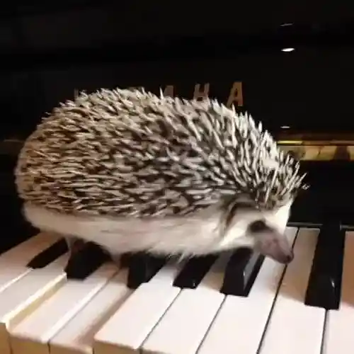 Picture for song 'Afro blue' by artist 'El erizo en su cueva'