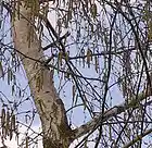 Picture for song 'the birch in the spring' by artist 'MikeSch'