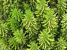 Picture for song 'THE HERB ESSENCE!!(FREE DOWNLOAD)' by artist 'TSU'