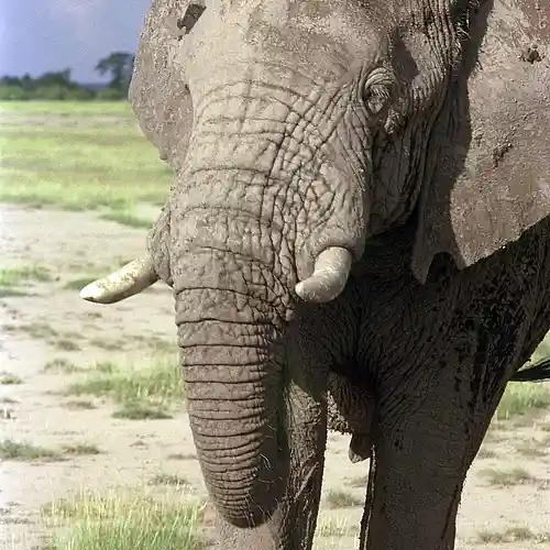 Picture for song 'Gentle Dentist' by artist 'Tsunami Sunset'