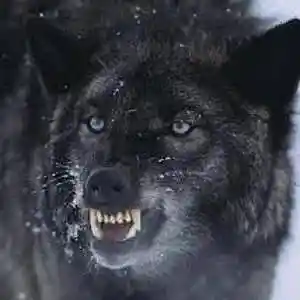 Picture for song '"WOLF"' by artist 'Lyrical616'