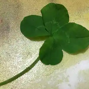 Picture for song 'Cricket-' by artist 'meglodave'