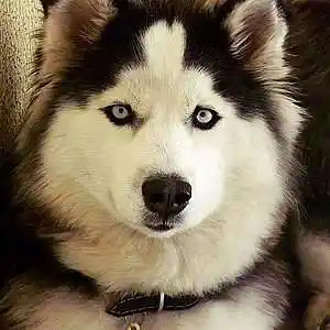 Picture for song 'BANK NEW MEXICO BLACK CHRISTMAS OIL SKELETON KEY E' by artist 'mcmakktenicetxtheprince'