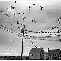 Picture for song 'Nantucket Birds For You: Your Flame Still Burns' by artist 'paul gorman and the hypnotist collectors'
