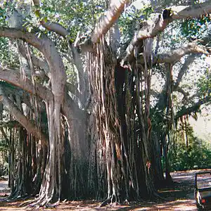 Picture for song 'Age Before Beauty' by artist 'JimRoss'