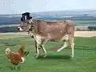 Picture for song 'Brown Chicken Brown Cow' by artist 'TravisWayneConley'