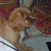 Picture for song 'Little Minor Thoughts' by artist 'Viking Blues'