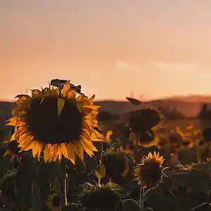 Picture for song 'Heating Sun (80bpm, A min)' by artist 'HappyFace'