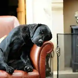 Picture for song 'I've Got a Headache Again 4:12 FitZ 1991 Demo' by artist 'Bella and Music Boy'