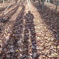 Picture for song 'It Comes Back Around' by artist 'Leonard Scaper'