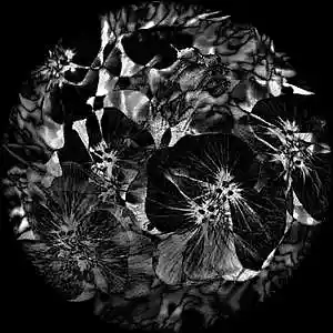 Picture for song 'AUBRETIA.' by artist 'YOTSUE'