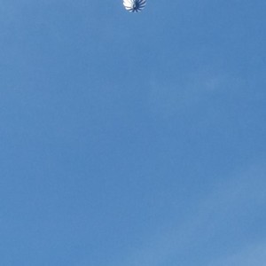 Picture for song 'Bubba' by artist 'Cevin Clay'