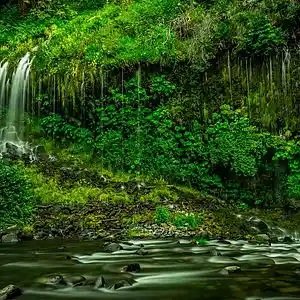 Picture for song 'Rainforest (Instrumental)' by artist 'ChrisListerSounds'