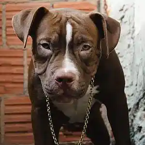 Picture for song 'Groovy Trap Type Beat(The Bounce)' by artist 'Ghetto Yoda'