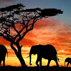 Picture for song 'Wild Savanna' by artist 'Klaatu (CT)'