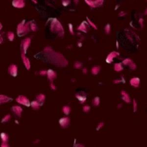 Picture for song 'Rose Petals' by artist 'Titanic Proportions'