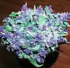 Picture for song 'So Thowed (SONG)' by artist 'Jaze (GGUE)'