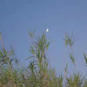 Song picture
