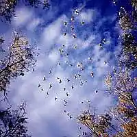 Picture for song 'CONTRARY WINDS' by artist 'Alexis VAN EECKHOUT'