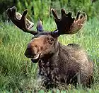 Picture for song 'Apo Moose' by artist 'Baby Face and the Heels'