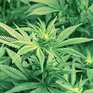 Picture for song 'Weed' by artist 'Helios Beatz'