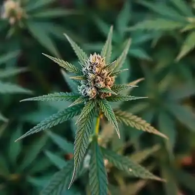 Picture for song 'Rasta Pharmacist' by artist 'Anac On The Beat'