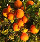 Picture for song 'Remember September' by artist 'Antarez'