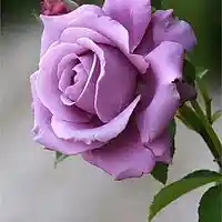 Picture for song 'Scent of a rose' by artist 'Plaza7'