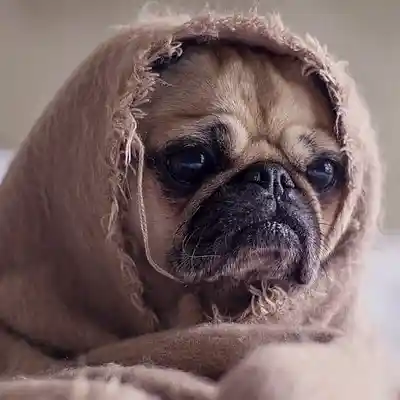 Picture for song 'Secretion' by artist 'Slothbag'