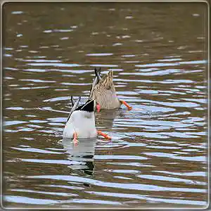 Picture for song 'Kinderlied (feat. Eleanor Forte AI)' by artist 'UmaMu'