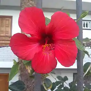 Picture for song 'The fools paradise (El paraíso de los tontos)' by artist 'Clivey Macdougall'