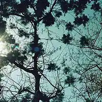 Picture for song 'Take Me To The Sky' by artist 'Sompop Raja'