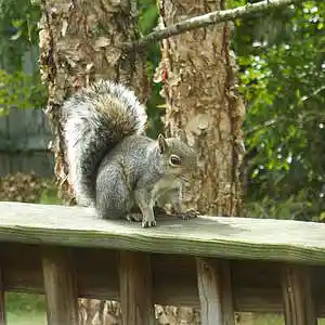 Picture for song 'squirrel seranade' by artist 'Stockwrock'