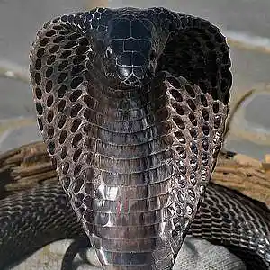 Picture for song 'Sold Cyn Cobra (Produced By Flash A Millio' by artist 'Flash A Million Music'