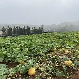 Picture for song 'Task Man' by artist 'Gagmesharkoff'