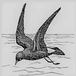 Picture for song 'Thunderbird' by artist 'BLACKFIRE PROD'