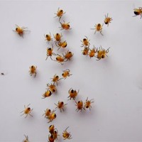 Picture for song 'Deep Floyd 455-Eating Spiders' by artist 'Jammer59'