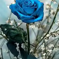 Picture for song 'Rising Star' by artist 'Plaza7'