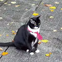 Picture for song 'Pink Panther' by artist 'Auriol'