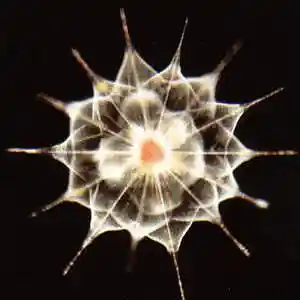 Picture for song 'MICROBES' by artist 'mantramania'