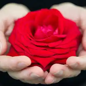 Picture for song 'AMOR DE ROSA ( ZAMBA ) ( DANIEL CANUETO )' by artist 'DANIEL CANUETO'