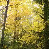 Picture for song 'corn fun 102209' by artist 'Autonomous Anonymous'