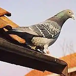 Picture for song 'Homing Pigeon' by artist 'Praise His Ways'