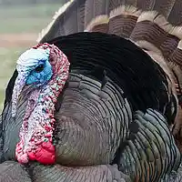Picture for song '*NEW* Turkeys ' by artist 'PURPS BEATS'