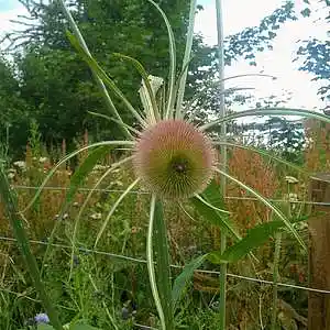 Picture for song 'Woody Norge . [1]' by artist 'Clivey Macdougall'